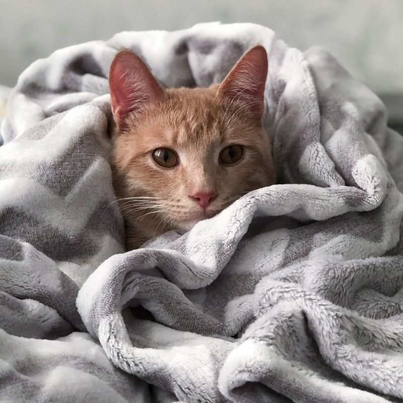 Mantinha para Cães e Gatos