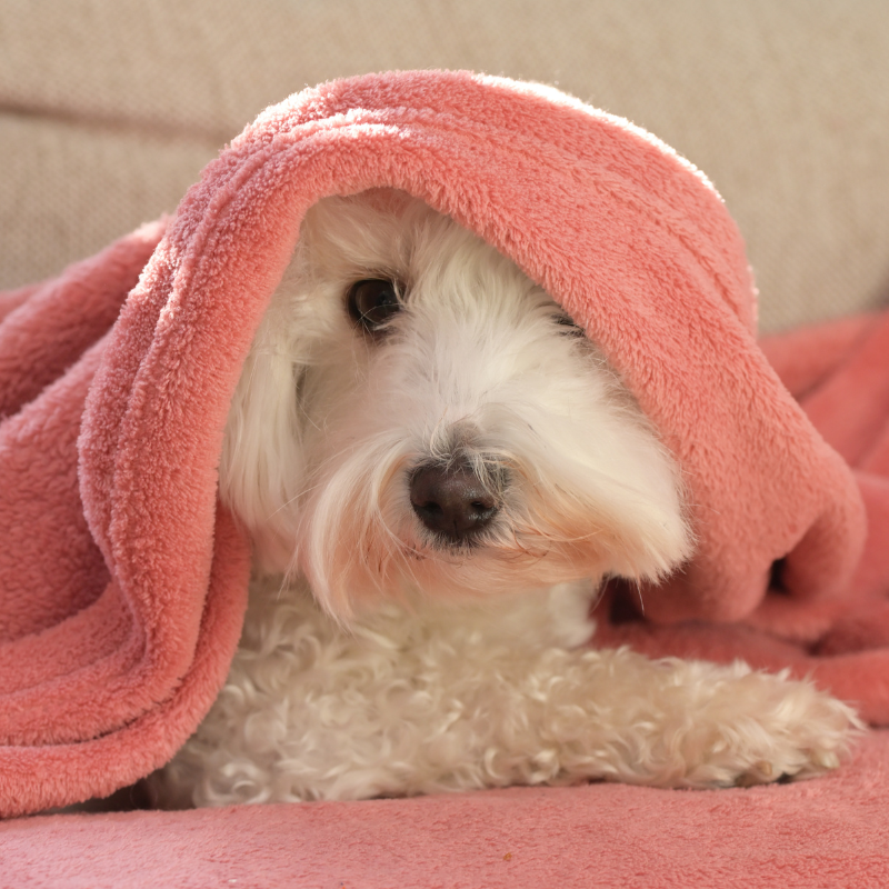 Mantinha para Cães e Gatos