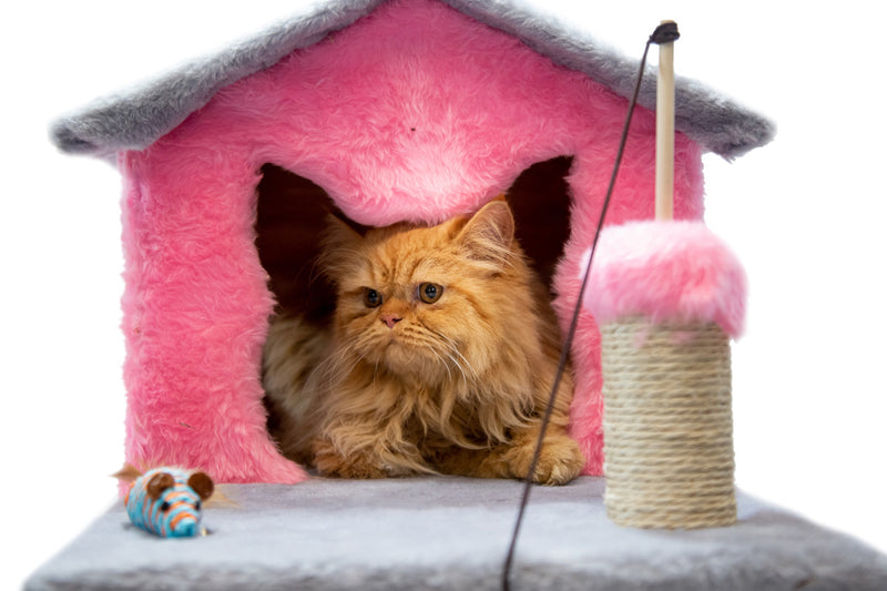 Casinha de Gato com Arranhador